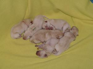 YellowLabradorPuppiesForSale---AKCOFA